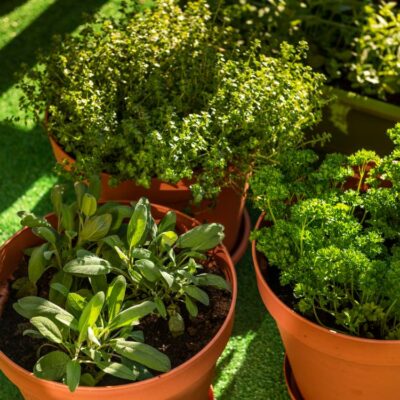 7 herbs to grow at home for health benefits